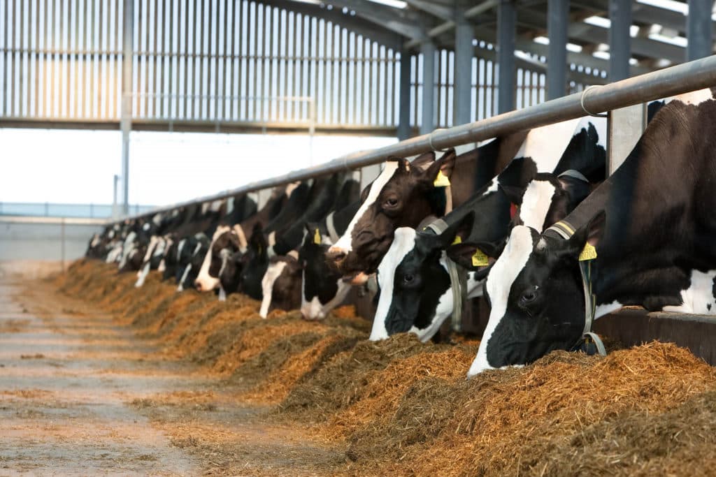 Suplementação mineral para gado de leite: importância e recomendações