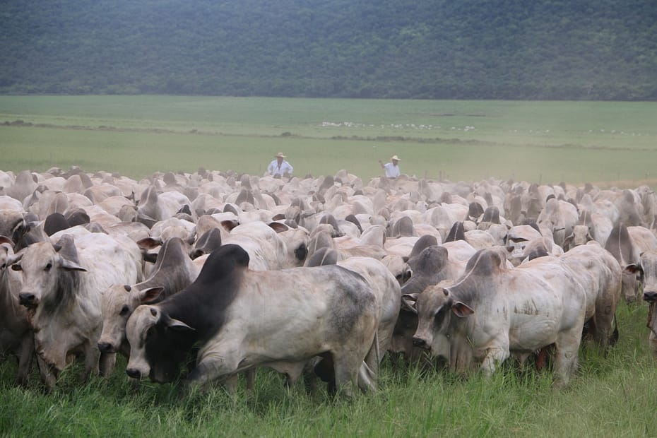 Com mais de 3 mil touros anuais, Nelore Grendene é referência da Pecuária — CompreRural