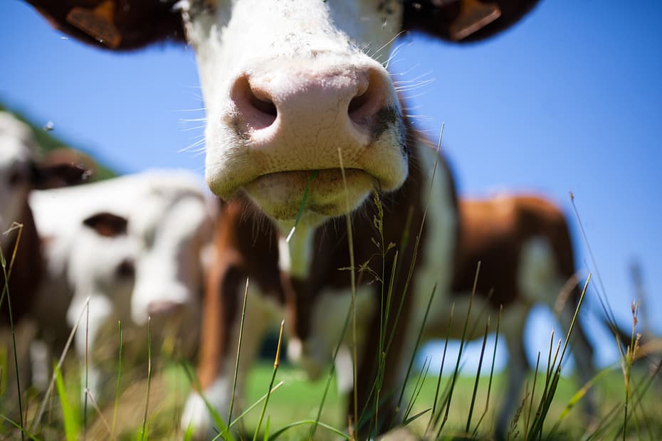 Boa nutrição dos animais é certeza de eficiência reprodutiva na pecuária