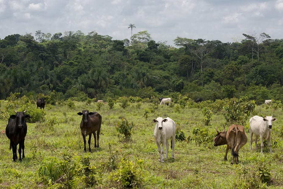 Como desenvolver a Amazônia se as empresas não controlam a cadeia da pecuária? | O Mundo Que Queremos