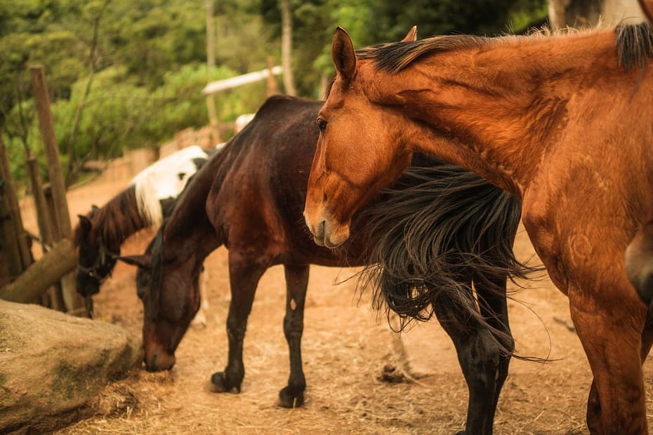 ONG resgata cavalos que sofrem maus-tratos e os coloca para adoção como pets no interior de SP | Mundo Pet