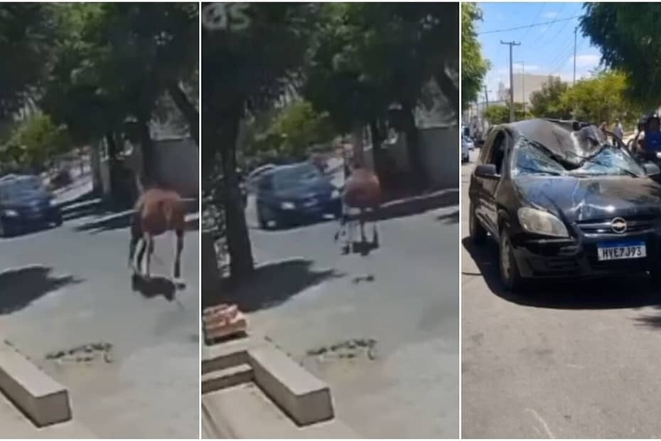 Após cavalo colidir e destruir carro, dona do animal oferece outro veículo a motorista | Ceará