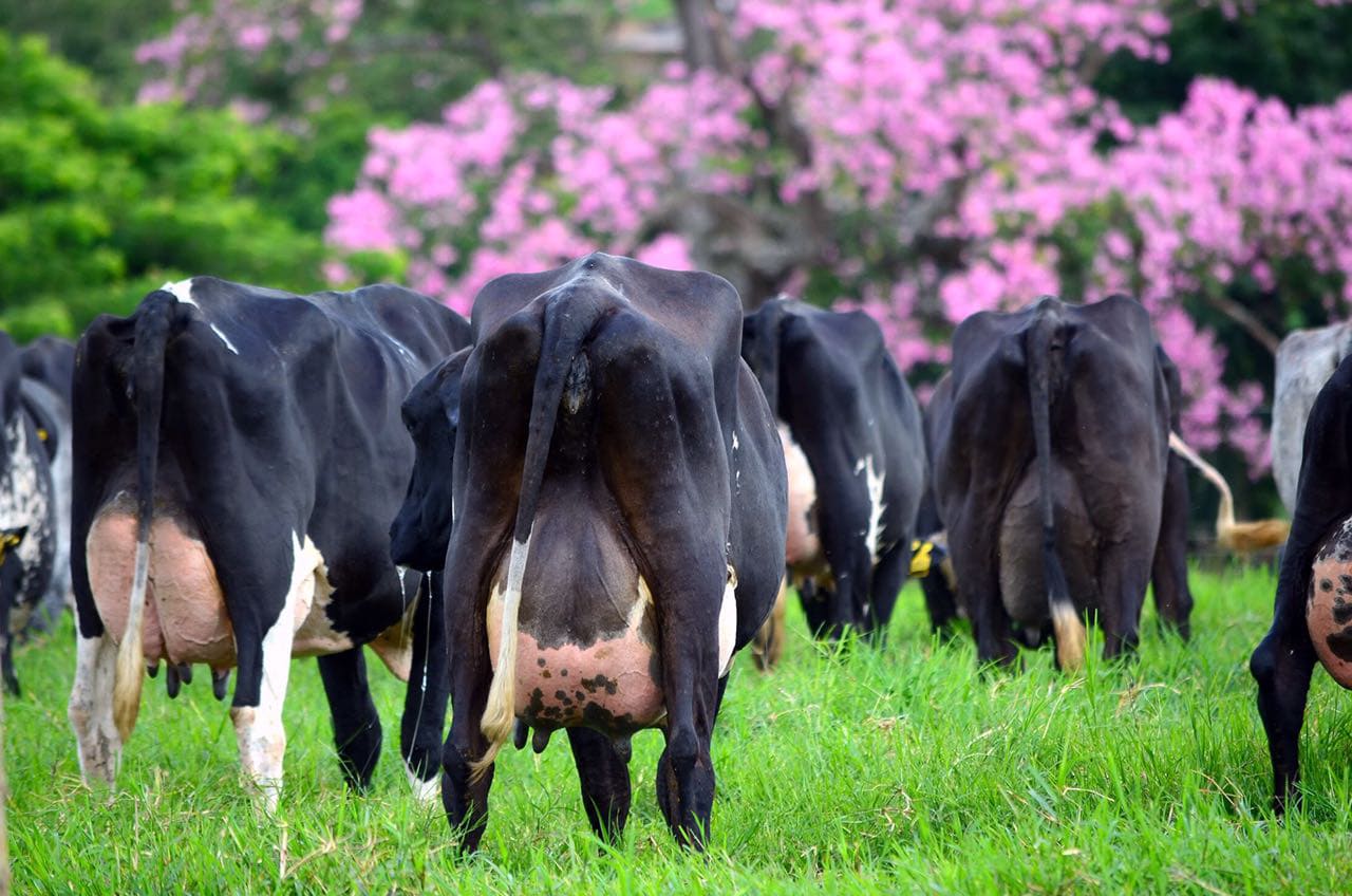 Sustentabilidade na pecuária leiteira: produza com mais eficiência