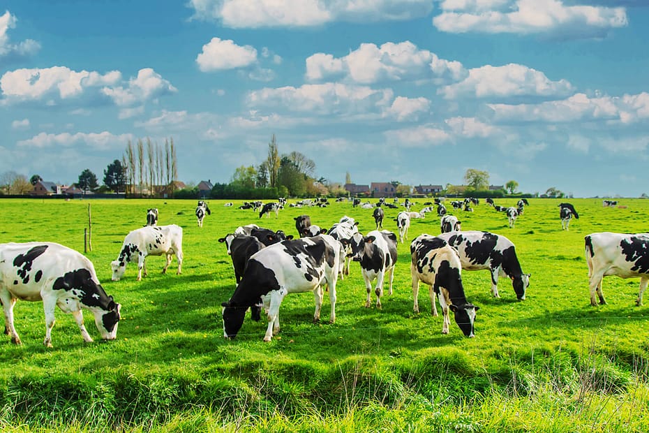 Redução na emissão de metano na pecuária será certificada pela primeira vez no Brasil