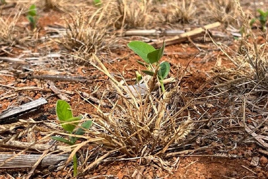 Pressão de ervas daninhas pode colocar em risco a soja em MT