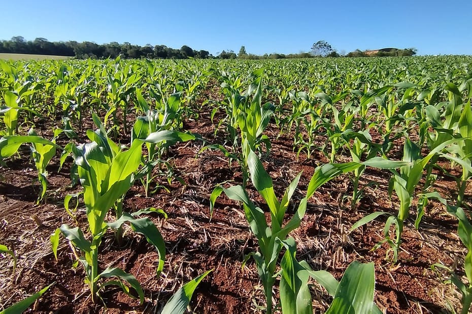 Plantio do milho atinge 70% da área prevista para RS