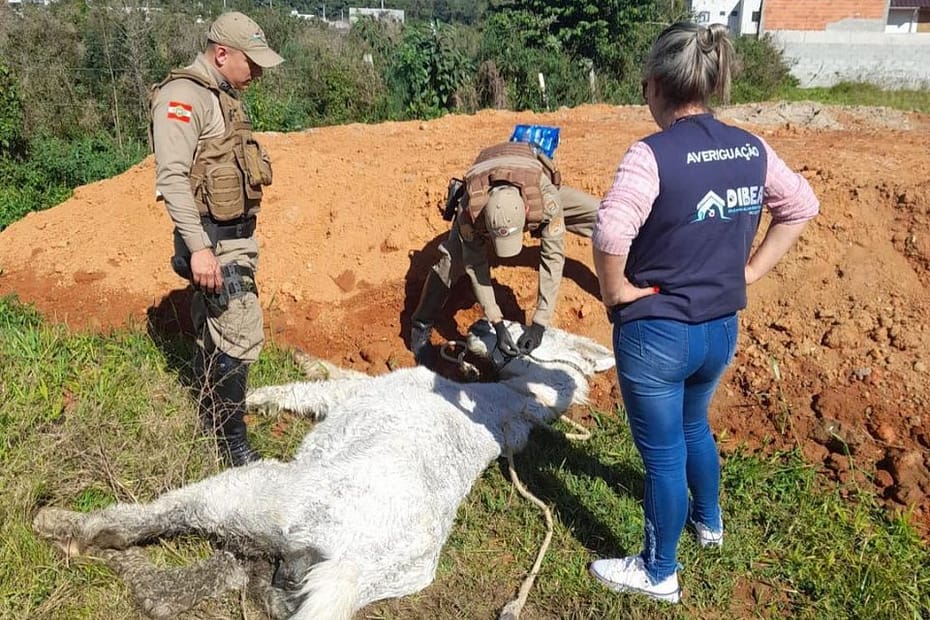 Dibea de São José resgata mais um cavalo com sinais de maus-tratos - Prefeitura Municipal De São José