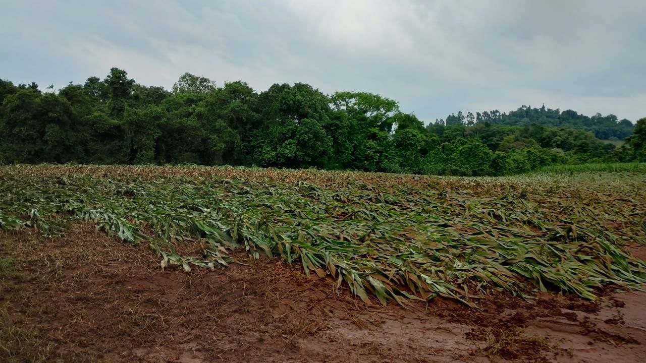 Efeitos das chuvas no agro: prejuízos são gigantescos na agricultura e pecuária do PR