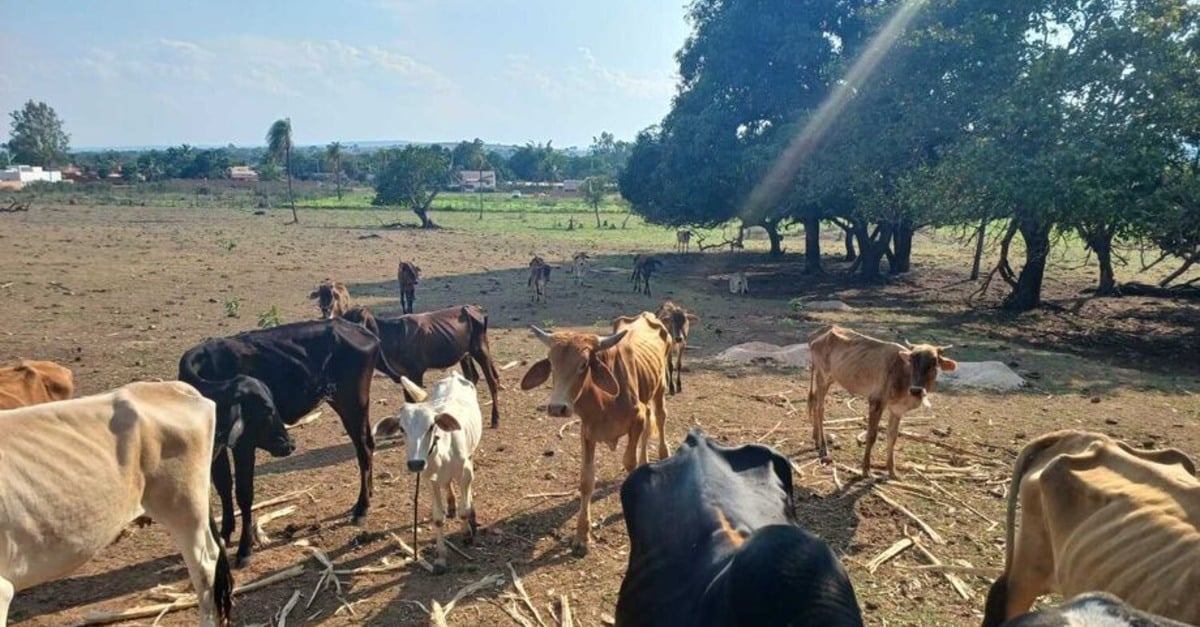 Pecuarista é preso por maus tratos a gado em Mato Grosso do Sul