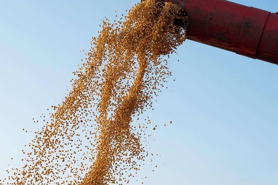 IBGE aponta queda de 2,9% na produção de grãos em 2024