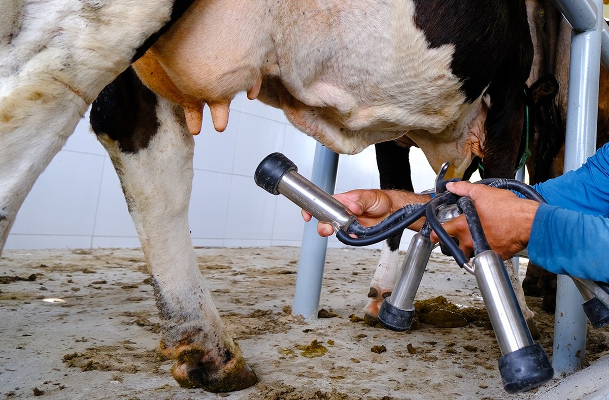 Rebanho bovino dispara, mas produção de leite cai 11% em Rondônia, revela IBGE | Rondônia Rural