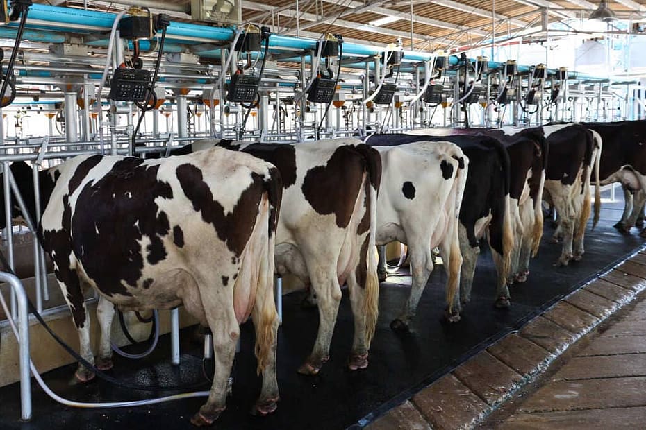 Queda na produção de leite: diagnóstico e ações corretivas