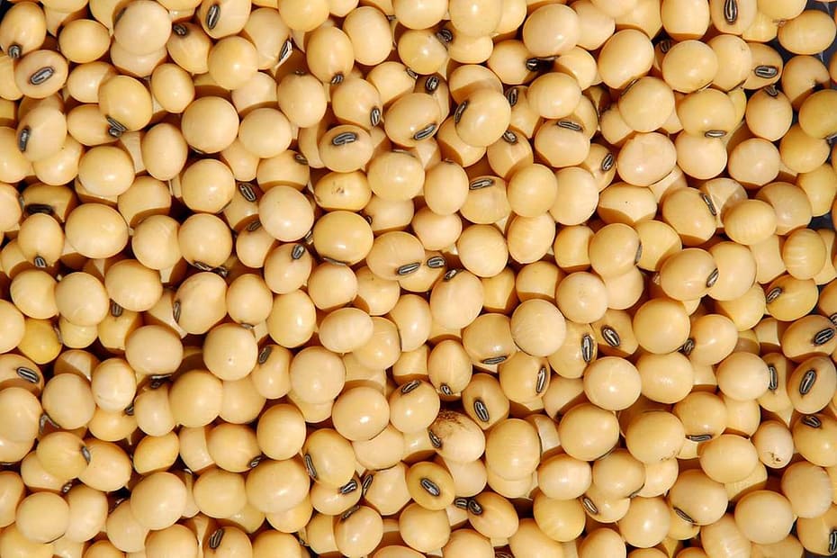 IBGE prevê recorde nas produções de soja, milho, trigo, sorgo e algodão em 2023