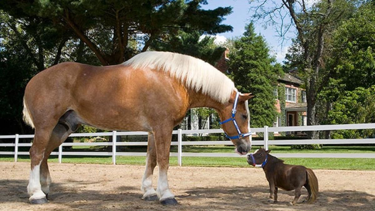 Maior cavalo do mundo supera 2,1 metros e pesa 1.179 kg, recorde mundial — CompreRural