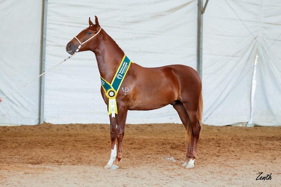 Whey protein, musculação, aloe vera e acupuntura: conheça a rotina de um cavalo campeão nacional | Minas Gerais