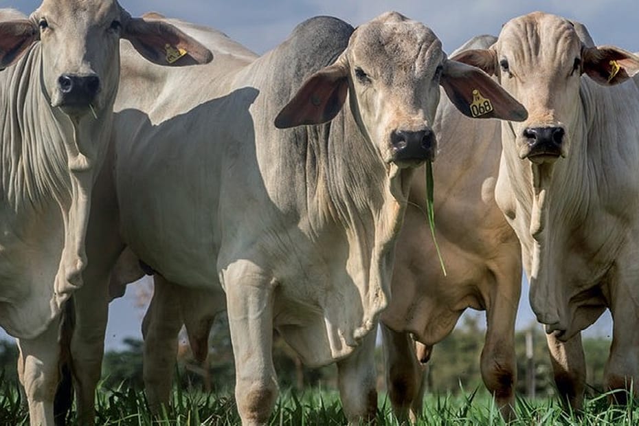 Rumin8 recebe aporte para reduzir emissão de metano na pecuária brasileira | Negócios