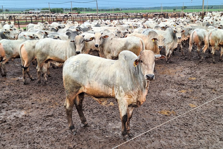Seca e ciclo pecuário preocupam produtores de bezerro em Goiás | Boi