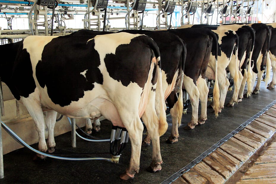 O que a indústria do leite não quer que você saiba