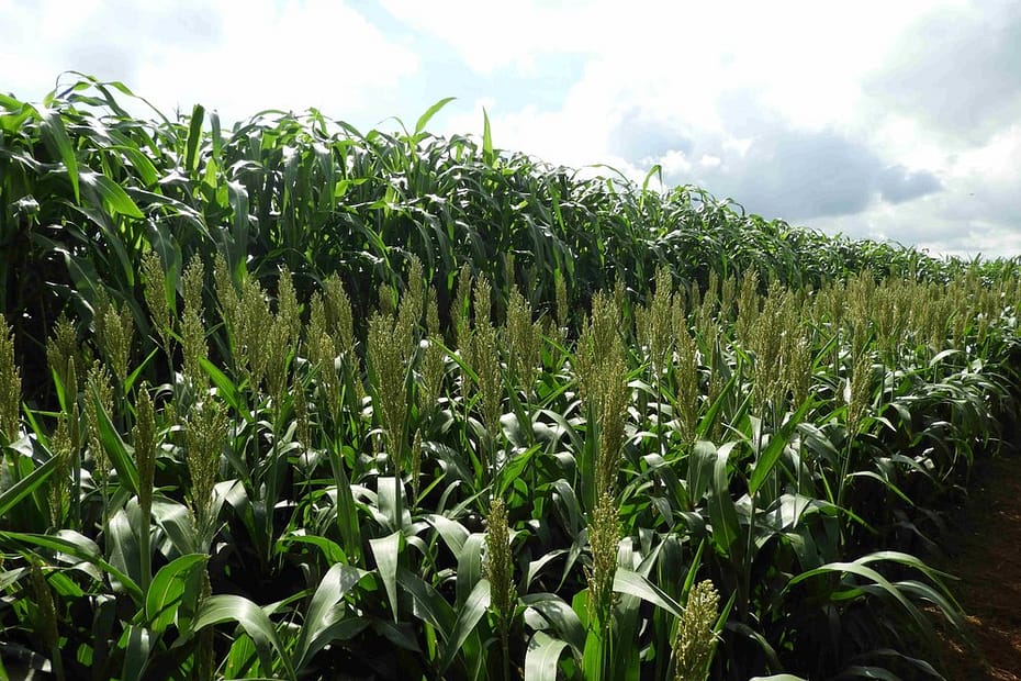 Cultivo de milho e sorgo pode reduzir riscos na segunda safra - Conexão Tocantins