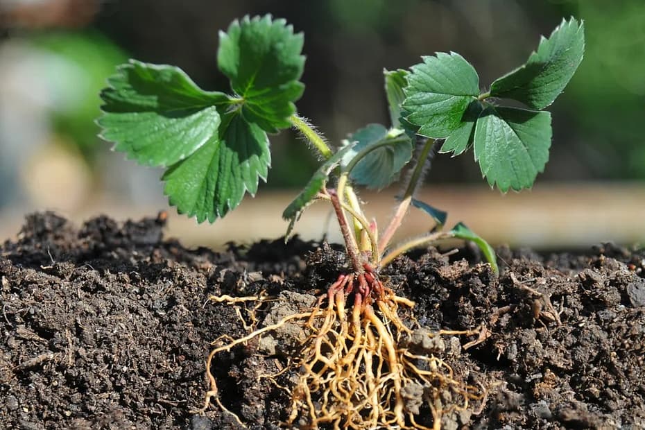 Proteína sela raízes de plantas e reduz uso de água e fertilizantes — CompreRural