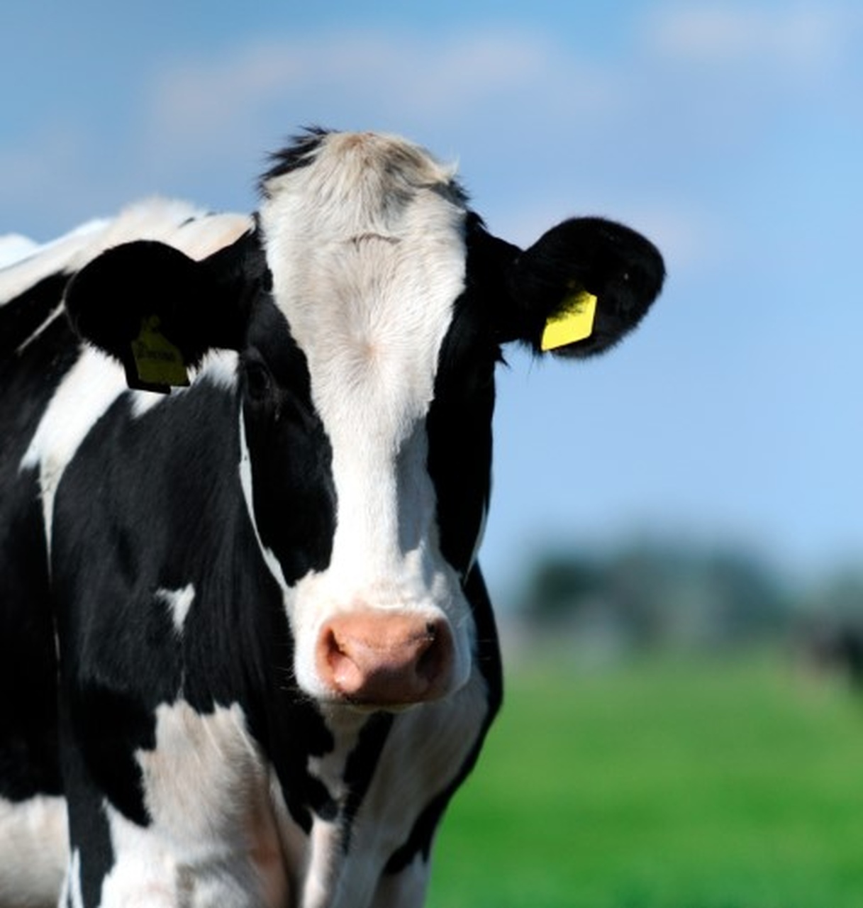 Produtores de leite voltam a discutir soluções para o setor