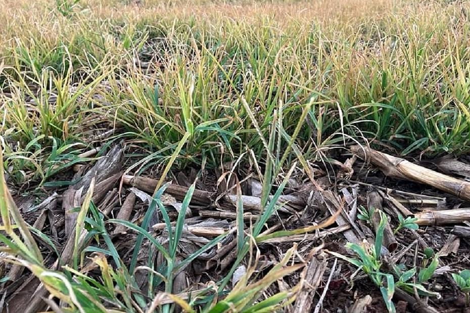 Altas temperaturas nas lavouras de soja dificultam controle de plantas daninhas