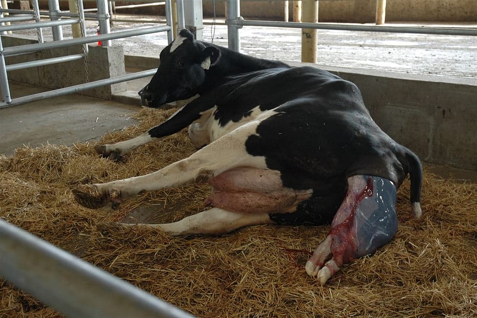 Retenção de placenta em vacas leiteiras: saiba como proceder