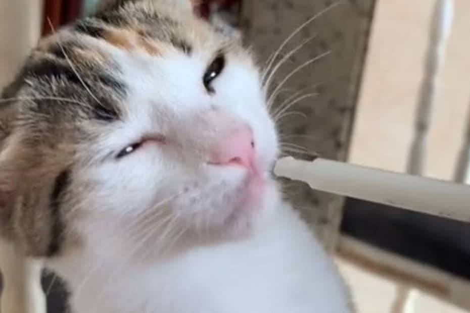 Bnews · Tutora viraliza ao mostrar gatinha viciada em tomar leite de forma inusitada; assista
