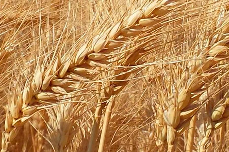 USDA: Vendas da safra 23/24 de trigo dos Estados Unidos totalizam 354,3 mil t e ficam dentro das expectativas