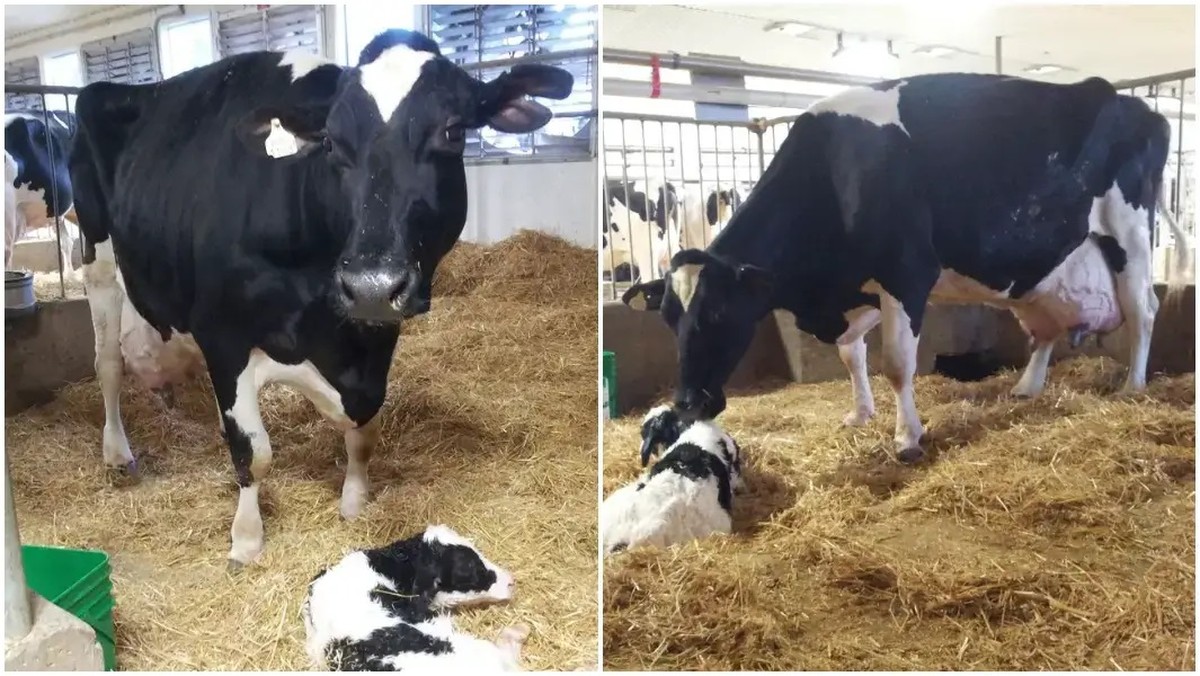 A história da vaca canadense que bateu recorde mundial de produção de leite | Biologia