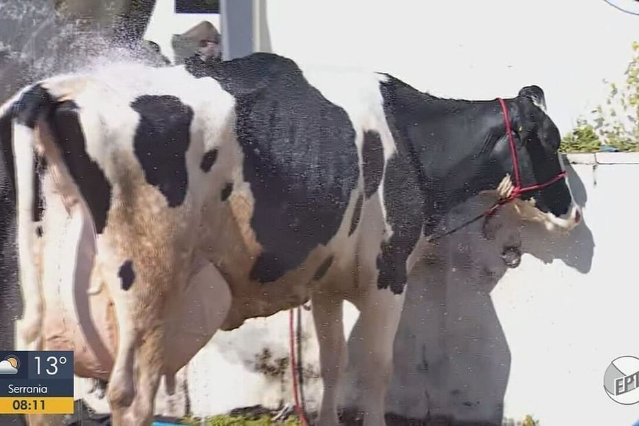 Vaca de produtor de Alpinópolis bate recorde mundial de produção de leite em torneio em MG | Sul de Minas