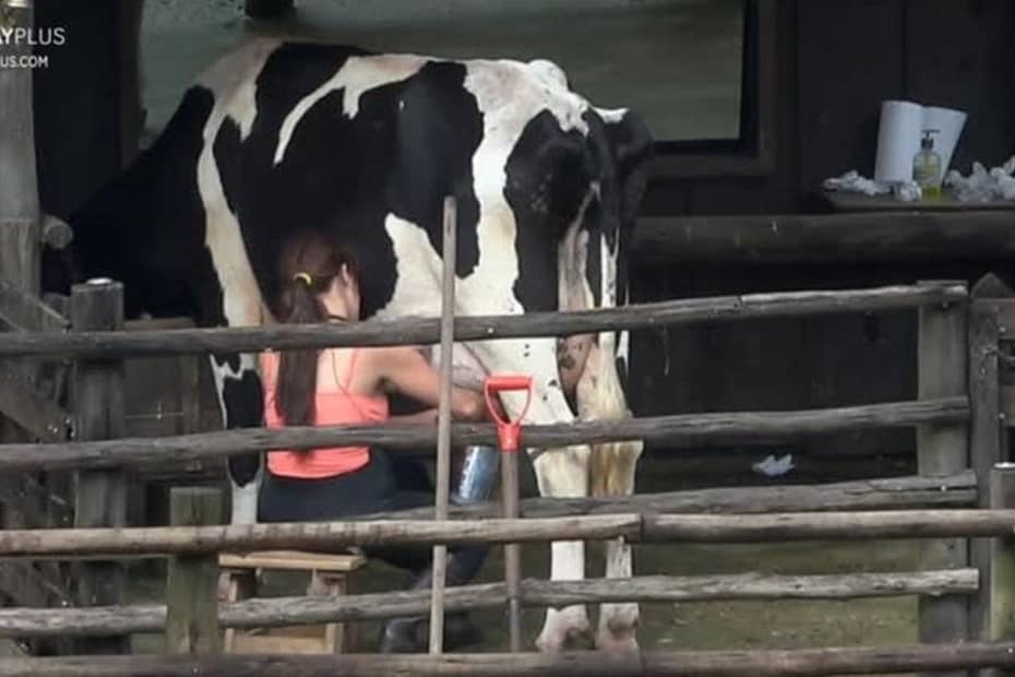 A Fazenda 15: Vaca surpreende Yuri e Jaquelline ao soltar gases durante o trato dos animais e a peoa dispara: "Não tem vergonha?" 