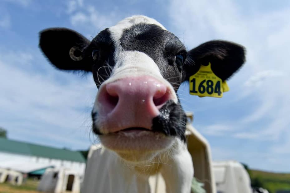 Vacas alimentadas com cânhamo ficam chapadas e produzem leite com THC