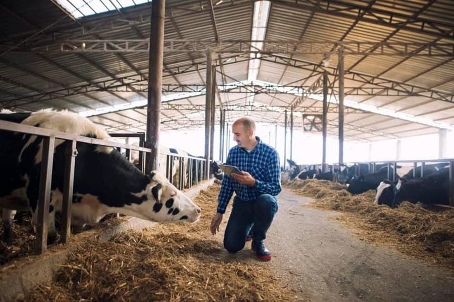 Vacas conectadas: IA e IoT para produzir mais e melhor leite