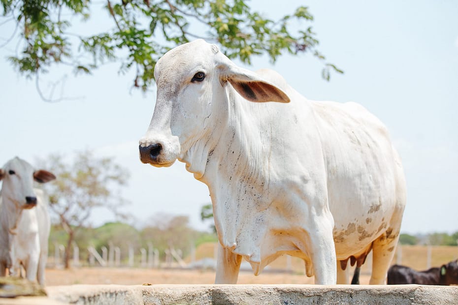 Suplementação alimentar de vacas de cria: quando e como fazer