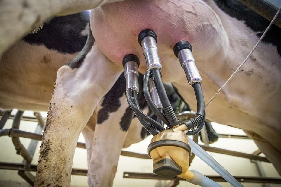 É possível que uma vaca produza leite sem parir?