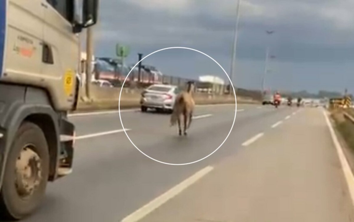 Cavalo corre em meio a veículos e assusta motoristas de rodovia em Goiás; vídeo | Goiás