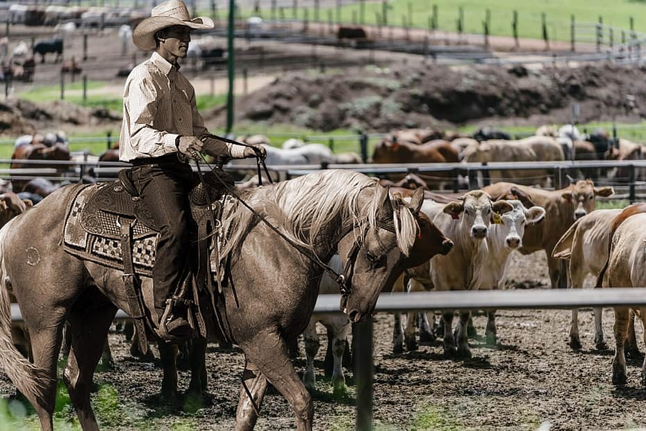 Cavalos são "banidos" dos manejos em confinamentos na Califórnia — CompreRural