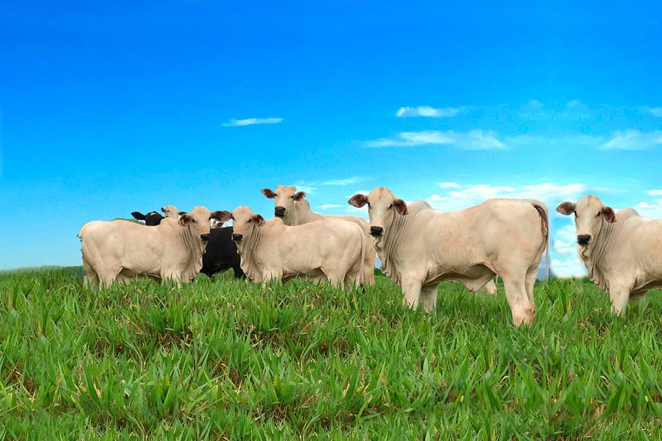 Protocolo define novos compromissos ambientais para a pecuária no Cerrado