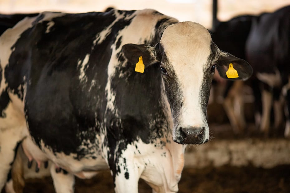 USDA confirma que a transmissão de vaca para vaca é um fator na propagação da gripe aviária