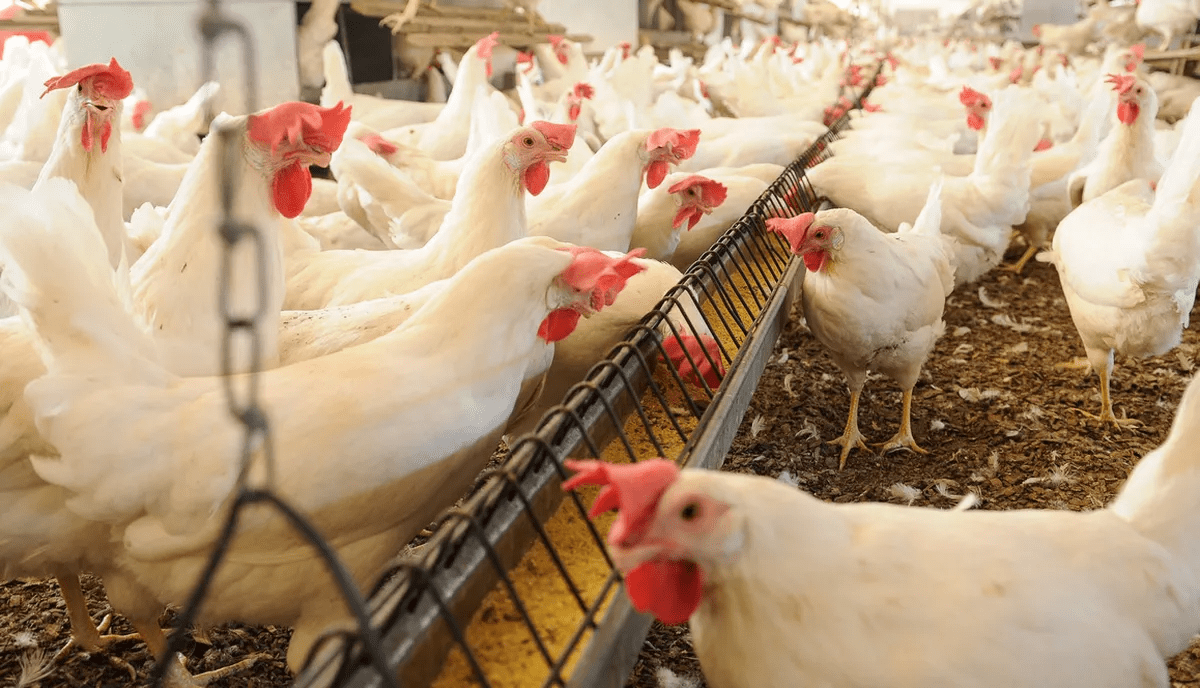Alerta OMS Risco de transmissao da gripe aviaria para humanos