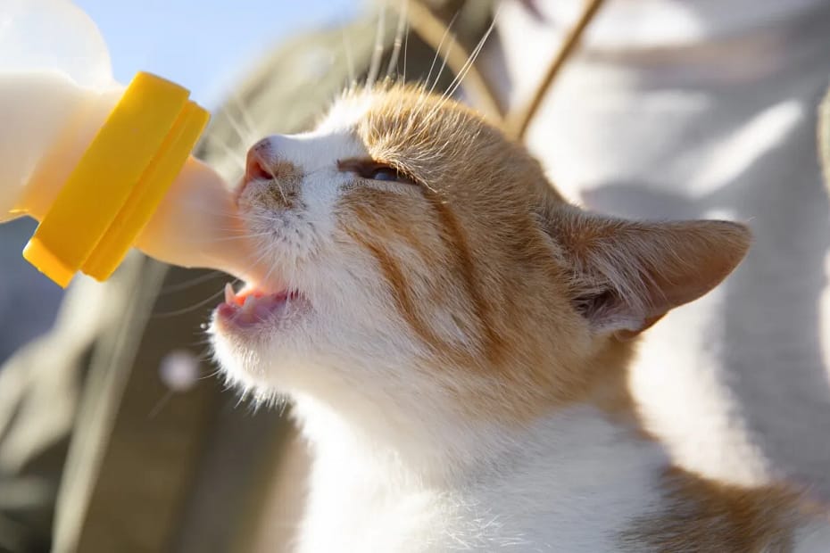 Gato pode tomar leite? Confira 5 mitos comuns sobre os felinos