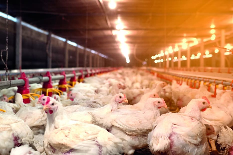 o tripé da saúde locomotora em frangos – O Presente Rural