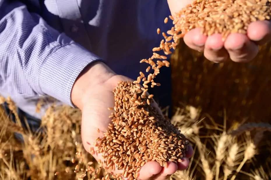 El Niño afeta produção de sementes de trigo no Sul