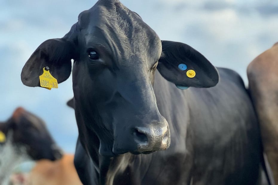 Pesquisa usa genômica para enfrentar efeitos climáticos em gado leiteiro – O Presente Rural