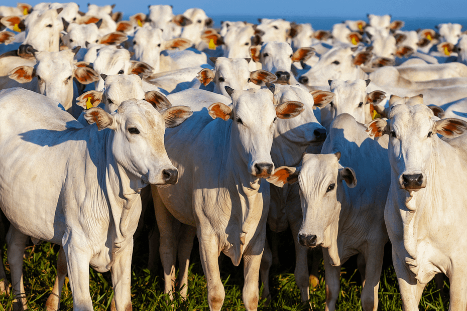 52 cabeças de bovino nelore são furtados de fazenda de Paraíso das Águas