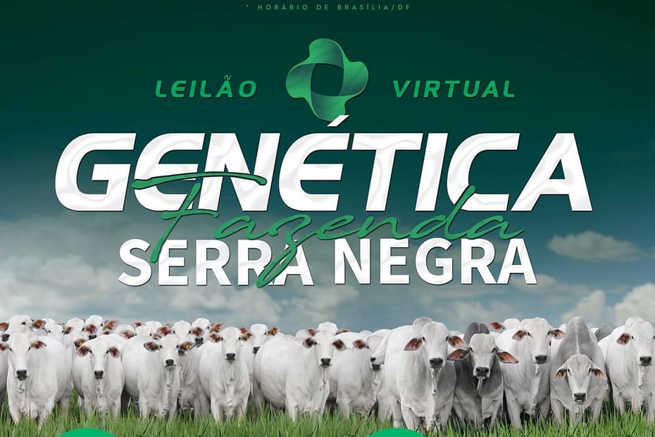 Fazenda Serra Negra promove leilão virtual com a oferta de 150 animais Nelore ‹ O Regional