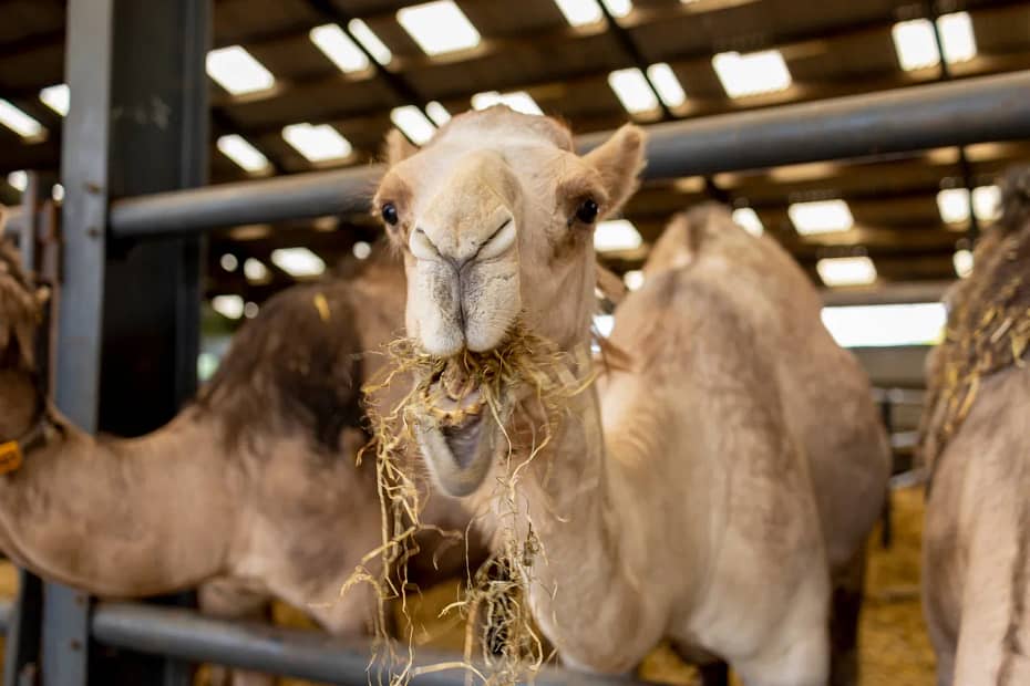 Um dia o leite de camelo poderá substituir o leite de vaca?