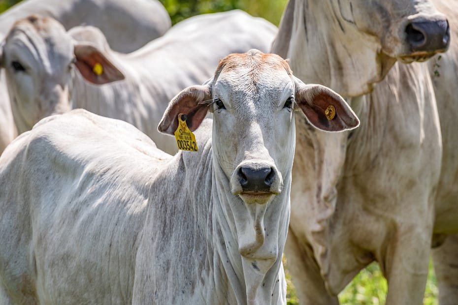 Brasil regula abates e processamento de carnes para mercados religiosos | Pecuária