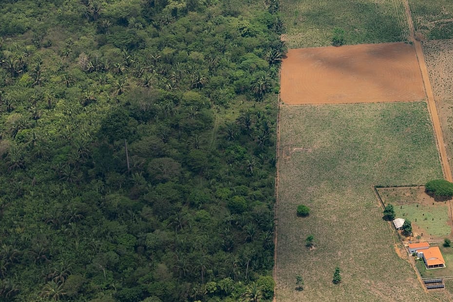 O Brasil pode conciliar pecuária 'verde' e controle do desmatamento? Entenda - Estadão